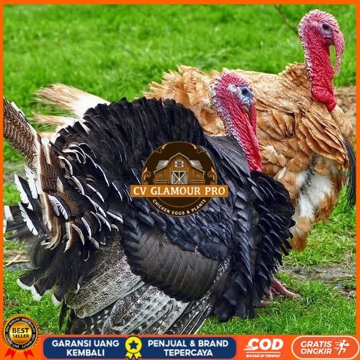 

Telur ayam kalkun jumbo / telur ayam hias / telur fertil siap tetas CV GLAMOUR PRO