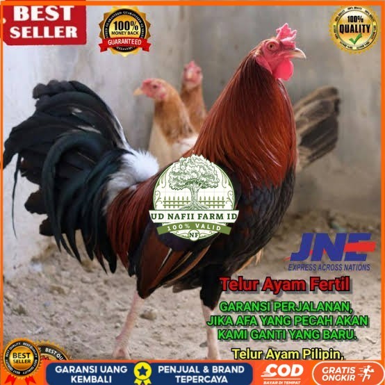 

Telur ayam hias pilipin fertil bisa ditetaskan Langsung UD NAFII FARM ID