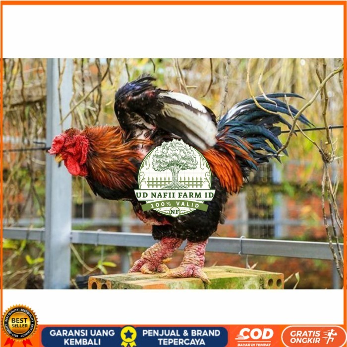 

Telur ayam hias dong tao fertil asli siap ditetaskan - ayam dong tao UD NAFII FARM ID