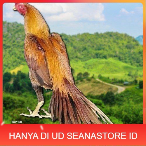 

Telur Ayam Ekor lidi (ORI) UD SEANASTORE ID
