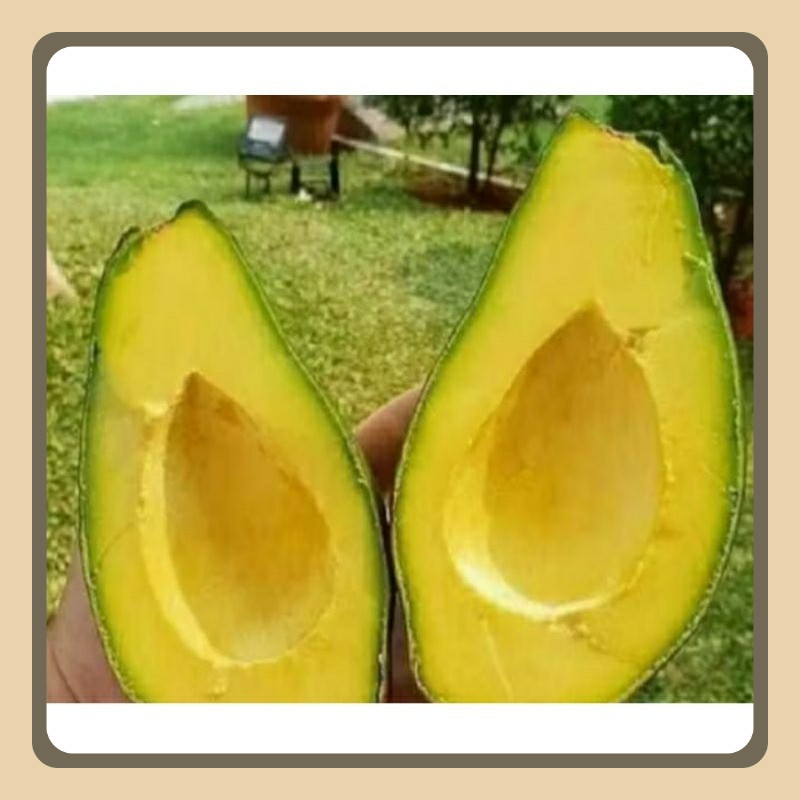 

ALPUKAT MENTEGA MURIA ISI 2,3,4 PULEN LEZAT & FRASH