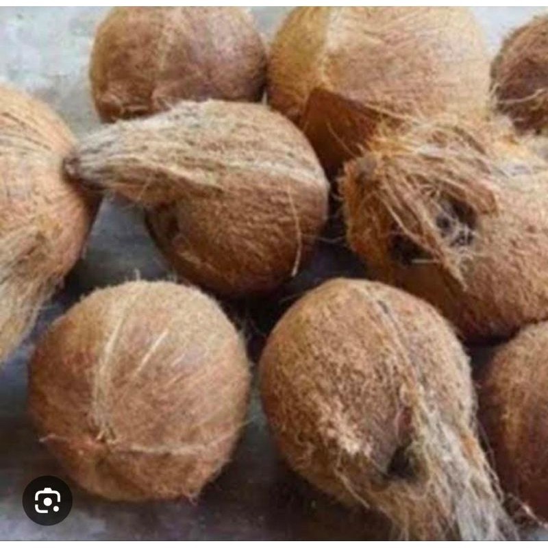 

[COD] Kelapa Tua Super Parut Big Termurah Bahan Santan Segar 1 Buah