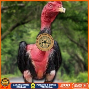 

TELUR RAJA SAIGON FRESH FERTIL PRADITA BIBIT TANAMAN