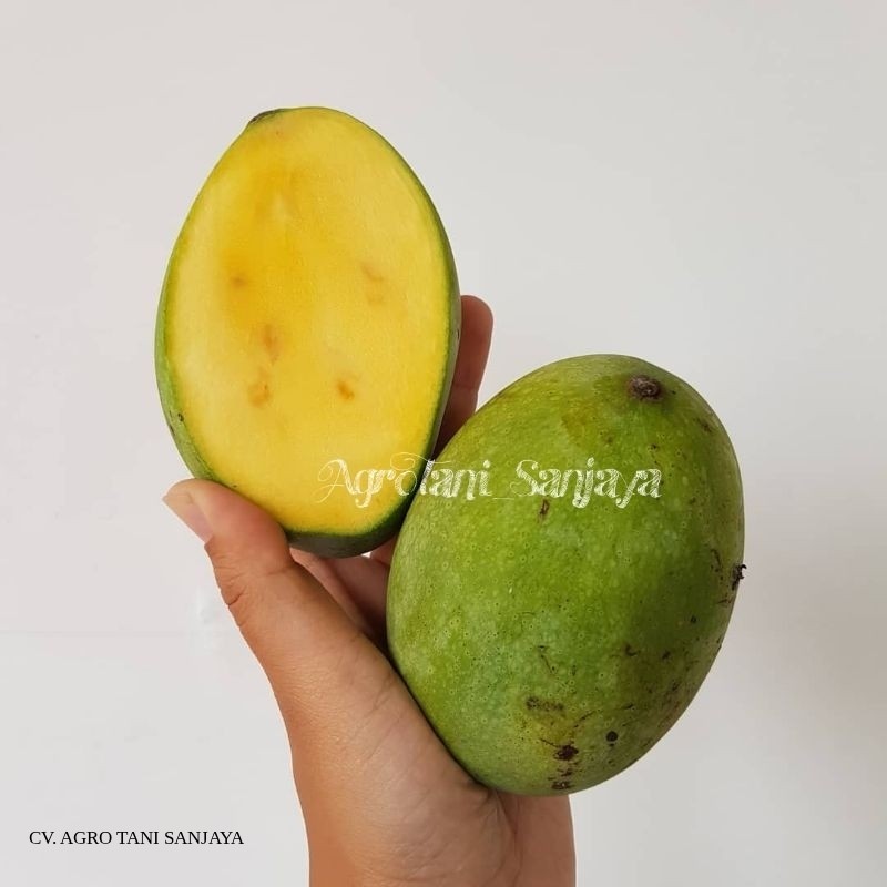 Bibit Mangga Manalagi Madu Super Terlaris