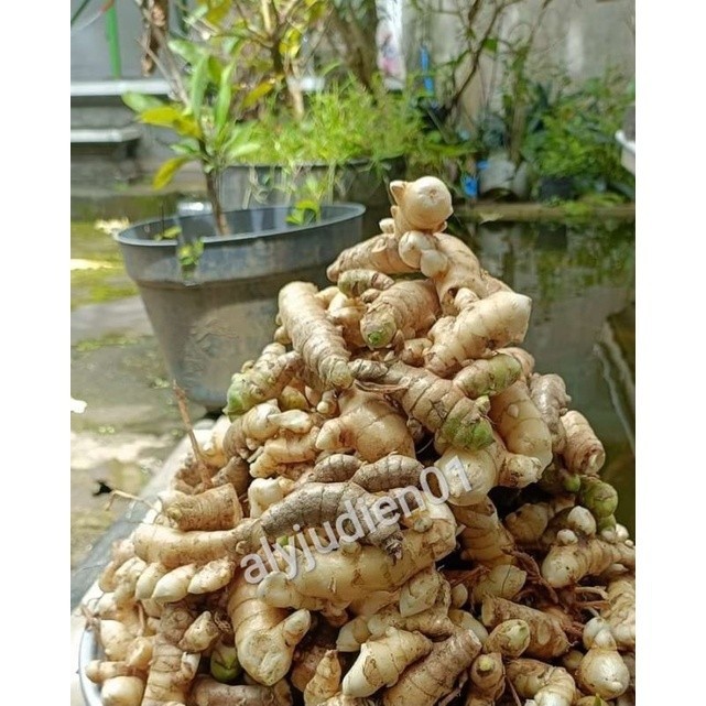 

kunyit putih segar isi 1 Kg curcuma zedoaria