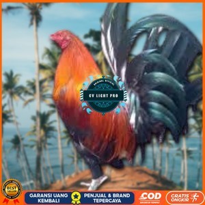 

telur ayam Philipin asli AK47 untuk di tetaskan CV LIGHT PRO