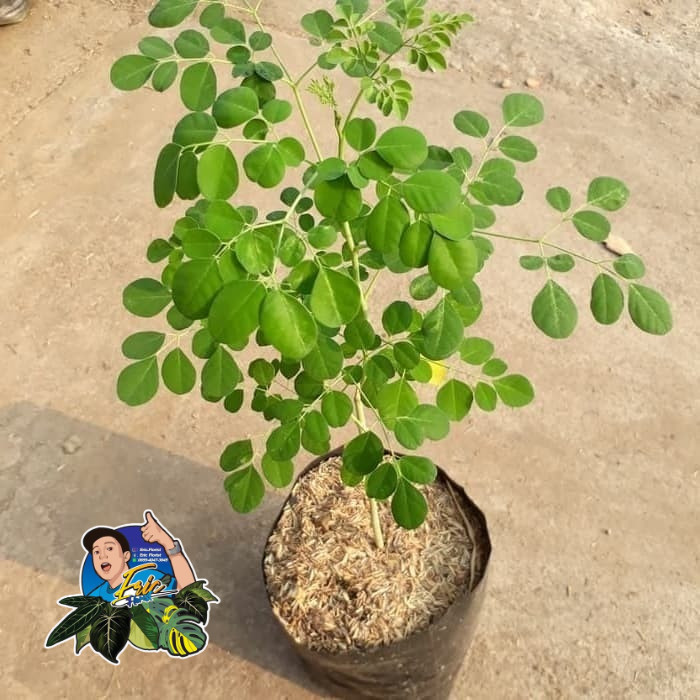 Bibit Tanaman Pohon Daun Kelor - Daun Kelor - Tanaman Kelor