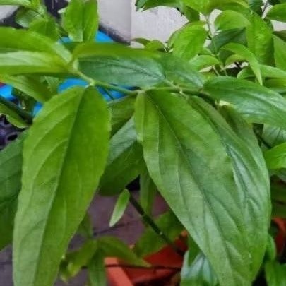 

Promo Daun belalai gajah 250 gram segar kalingsir sabah snakegrass buat obat herbal