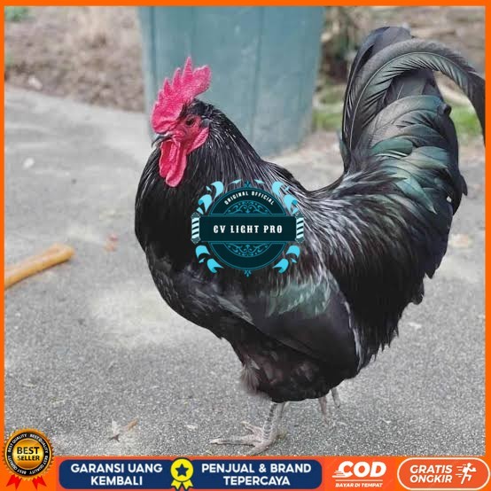 

Telur ayam black australorp fertil siap ditetaskan CV LIGHT PRO