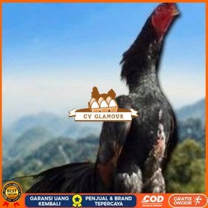 

telur ayam shamo tarung vertil original resmi CV GLAMOUR