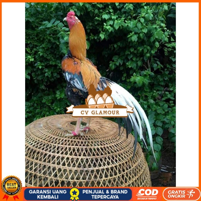 

TELUR BANGKOK EKOR LIDI FRESH (JAMIN FERTIL) CV GLAMOUR