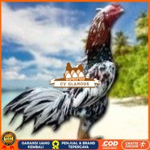 

BANGKOK F1 TELUR FERTIL PROMO BESAR CV GLAMOUR