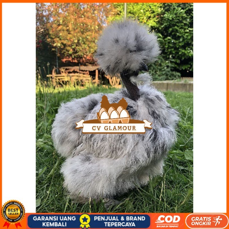 

TELUR AYAM HIAS SHOWGIRL SILKY / KAPAS SILKY LEGUN UNTUK DI TETASKAN CV GLAMOUR