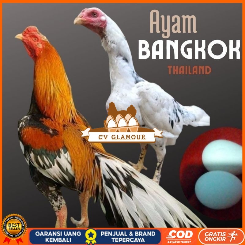 

telur ayam bangkok petarung bisa untuk di tetaskan CV GLAMOUR