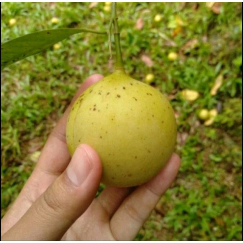 

. ...BUAH PALA BULAT FRES 1 KG TANPA KUPAS fres