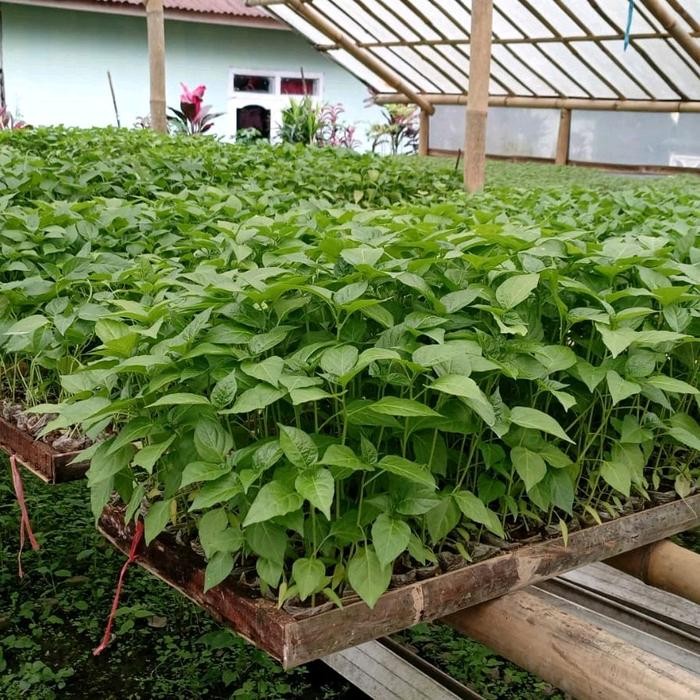 bibit cabe merah keriting siap tanam
