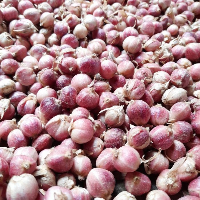 

Kapulaga Basah 1kg - 1/2 kg ready