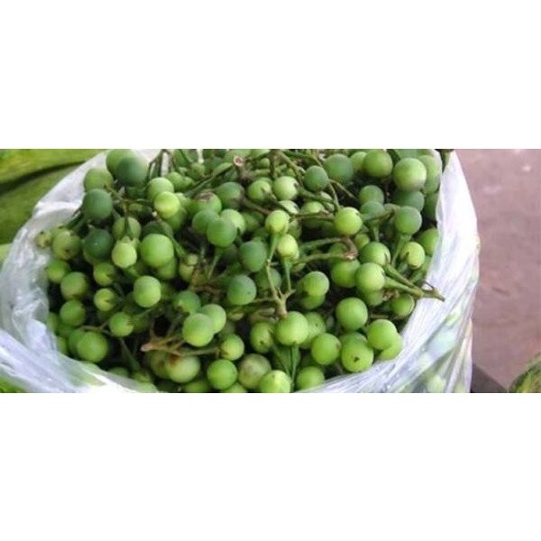 

Sahabattani Promo Akar Cepokak atau Takokak Segar 1 Kg