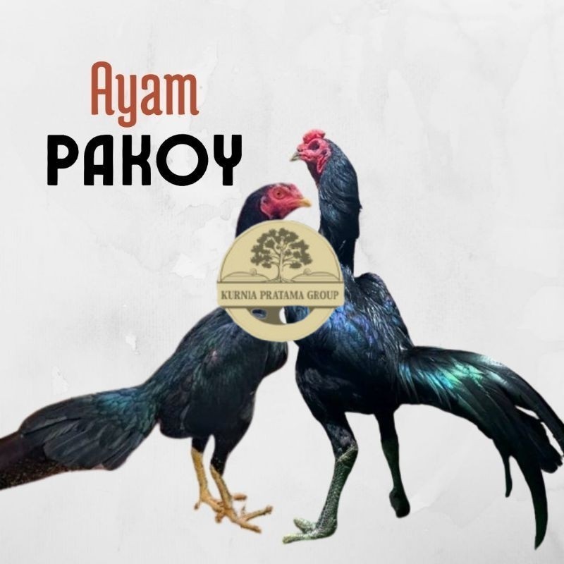 

telur ayam pakhoy ori thailand petarung bisa untuk di tetaskan KURNIA PRATAMA GROUP