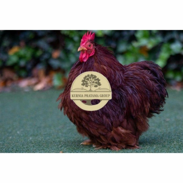 

Telur ayam hias bantam chocin fertil asli siap ditetaskan - bantam chocin KURNIA PRATAMA GROUP
