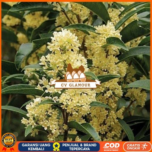 Bibit Bunga Osmanthus Fragrans | Bibit Sweet Olive Aromatik Bibit Tanaman Super Unggul CV GLAMOUR