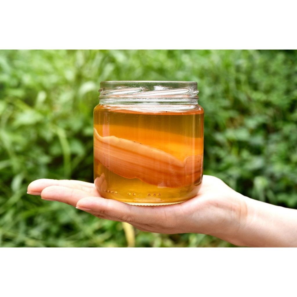 

SCOBY Kombucha Free Toples - Jamur Dipo Kombucha Jumbo - WNN Shop Hemat