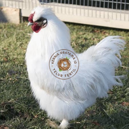 

Telur ayam kapas / telur ayam hias / telur fertil siap tetas KURNIA PRATAMA ID