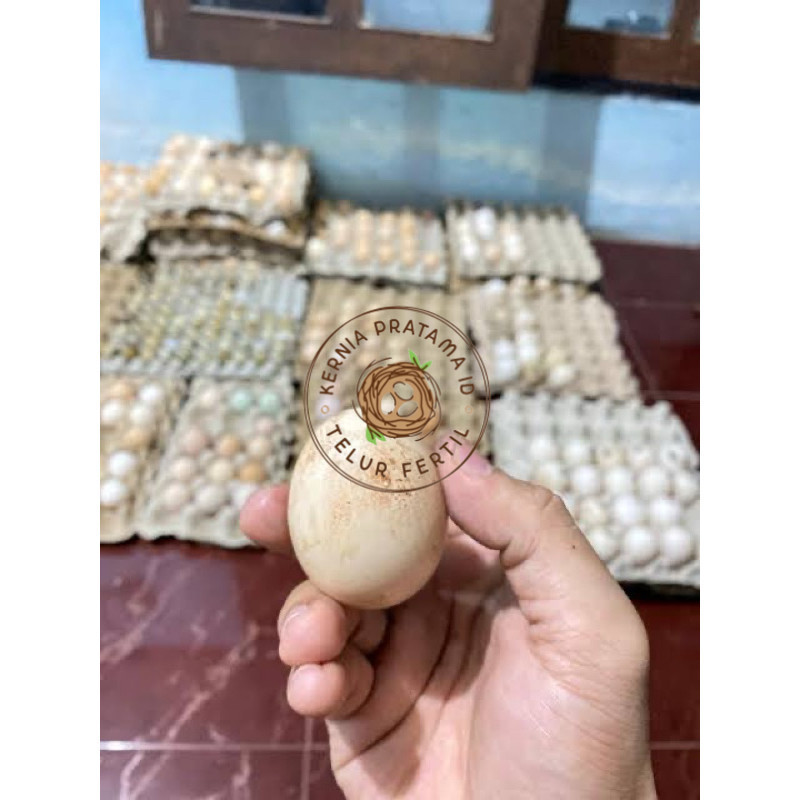 

TELUR AYAM TEMBEAN PERDANA KURNIA PRATAMA ID