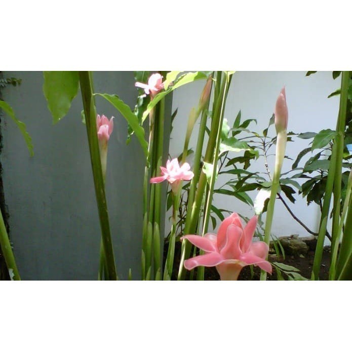 

Promo Daun Kecombrang atau Honje Segar 500 gram