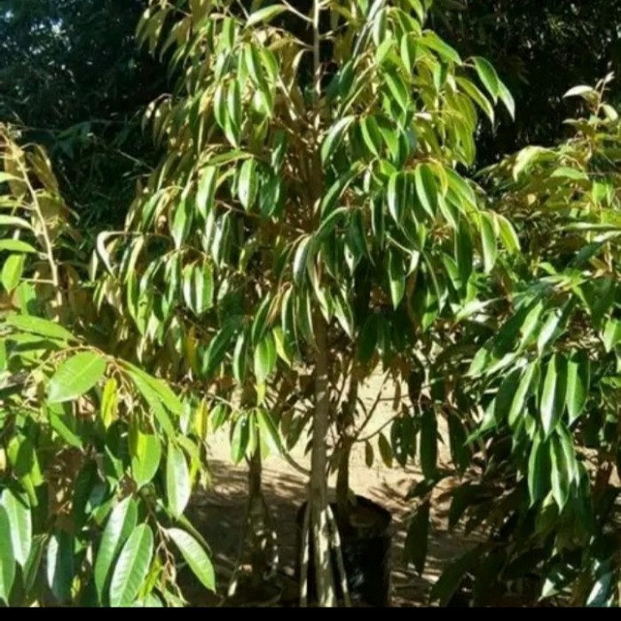 Bibit Durian Kaki 3 Tinggi 2 Meter Cepat Berbuah, Ready Semua Jenis