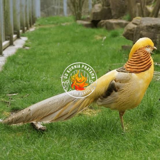 

Telur ayam hias ringneck yellow pheasant fertil asli UD KURNIA PRATAMA