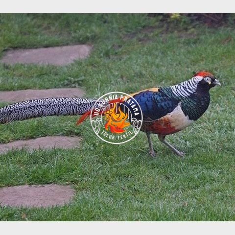 

Telur ayam hias ringneck lady red amherst pheasant fertil asli UD KURNIA PRATAMA