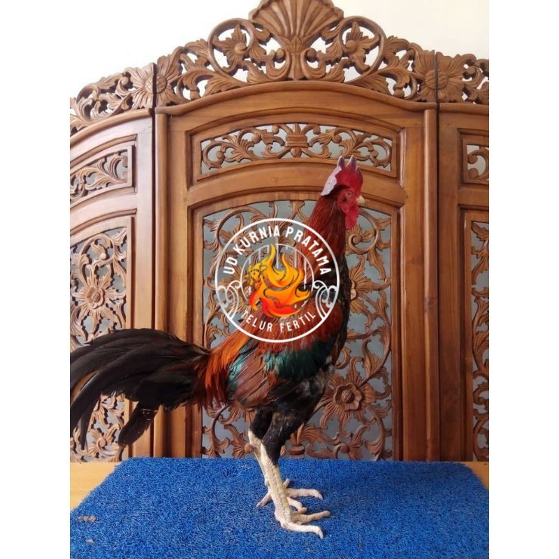 

TELUR PHAKOY MURAH FRESH FERTIL UD KURNIA PRATAMA