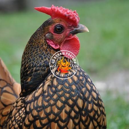 

Telur ayam serama kate batik kanada telur ayam hias fertil siap tetas UD KURNIA PRATAMA