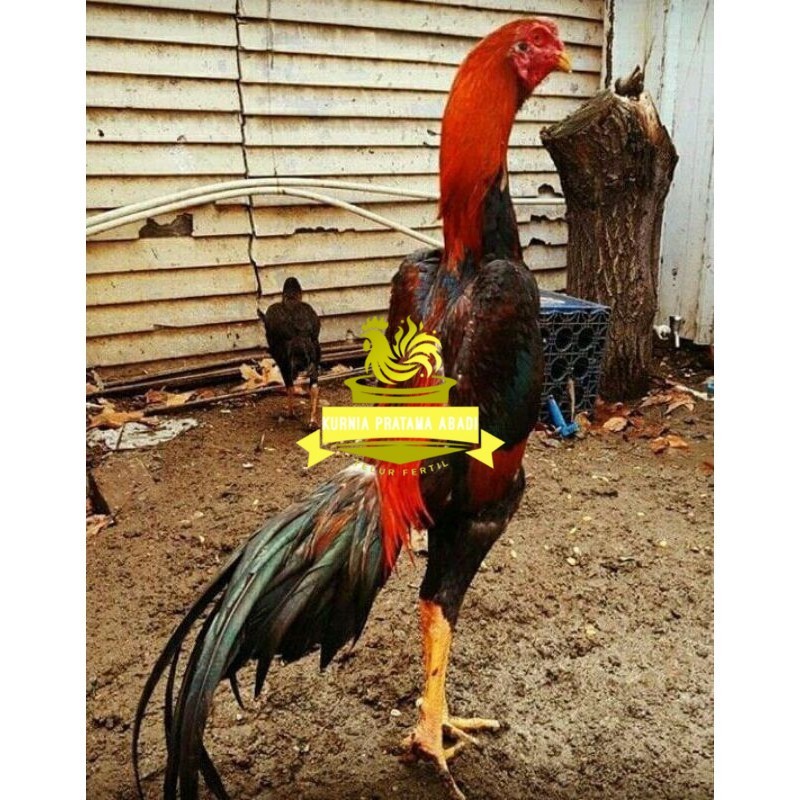 

PAKET MURAH 3 EKOR TELUR SHAMO (Cod) KURNIA PRATAMA ABADI