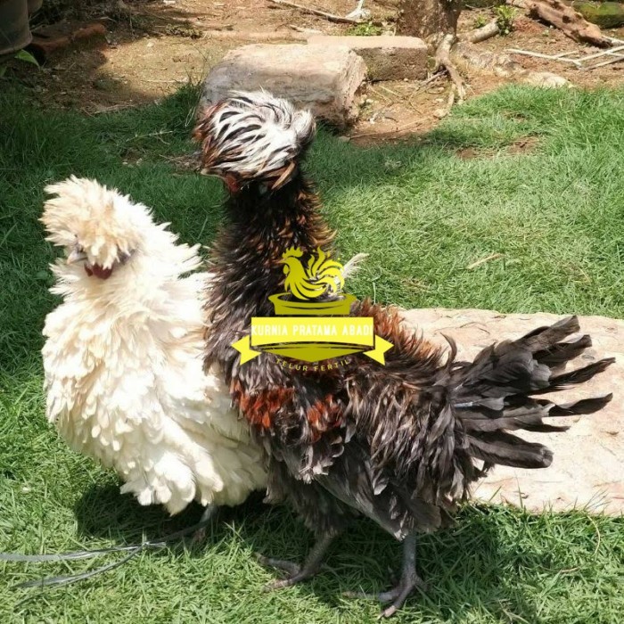 

Telur ayam poland / telur ayam hias / telur fertil siap tetas KURNIA PRATAMA ABADI