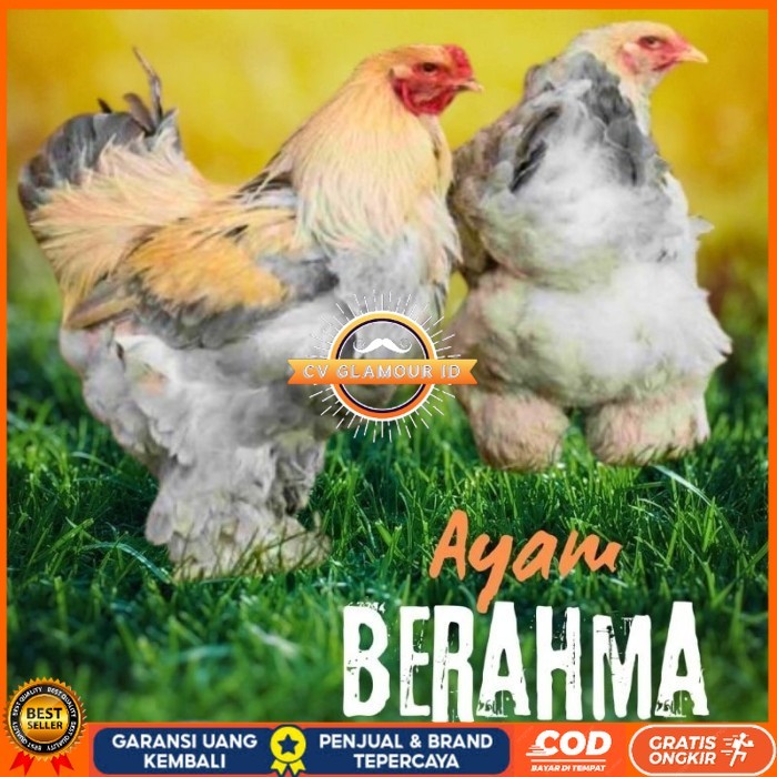 

telur ayam hias Berahma untuk di tetaskan original berkualitas CV GLAMOUR ID