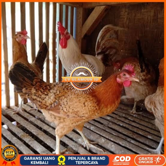 

Telur ayam elba petelur handal fertil siap ditetaskan - telur-ayam-elba CV GLAMOUR ID