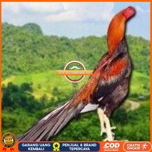 

PAKET 3 BUAH TELUR AYAM BANGKOK EKOR LIDI (FRESH) CV GLAMOUR ID