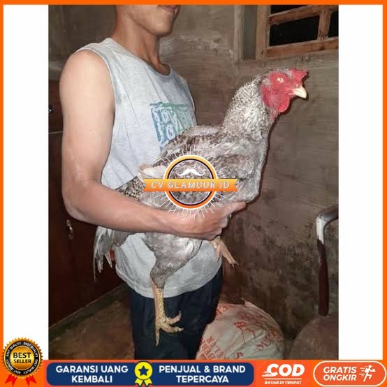 

Telur ayam gorila / gorilla jumbo siap ditetaskan CV GLAMOUR ID