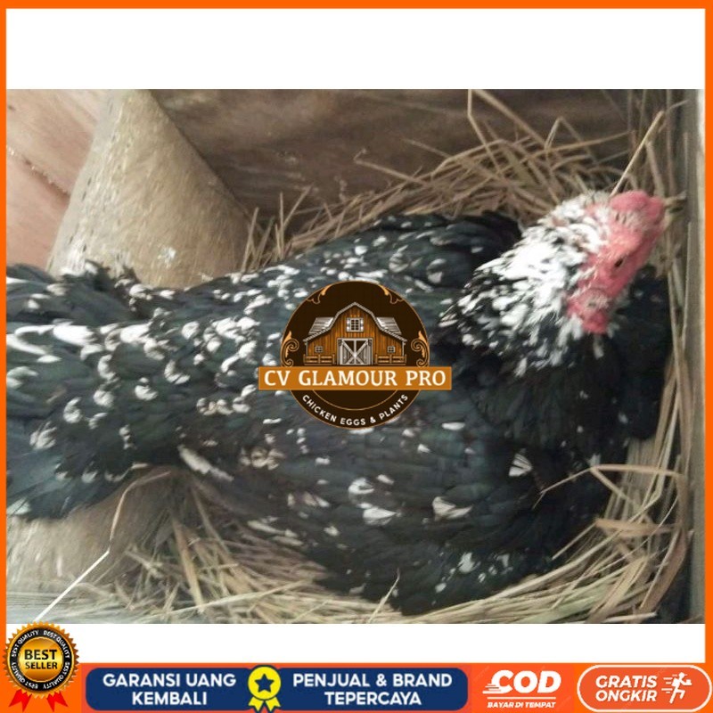 

telur Ayam Bangkok Clasik ekor lidi Fertil terlaris CV GLAMOUR PRO