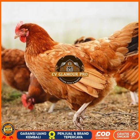 

Telur ayam elba / telur ayam hias / telur ayam fertil siap kirim CV GLAMOUR PRO