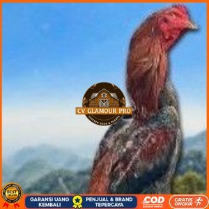 

telur ayam shamo original super garansi CV GLAMOUR PRO