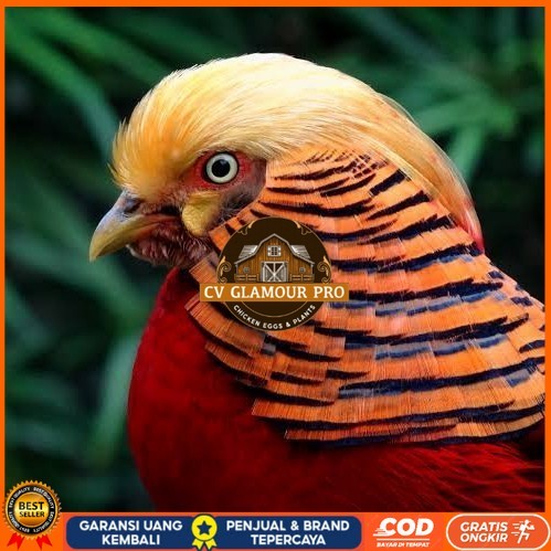 

Telur ayam ringneck golden pheasant telur ayam hias fertil siap tetas CV GLAMOUR PRO