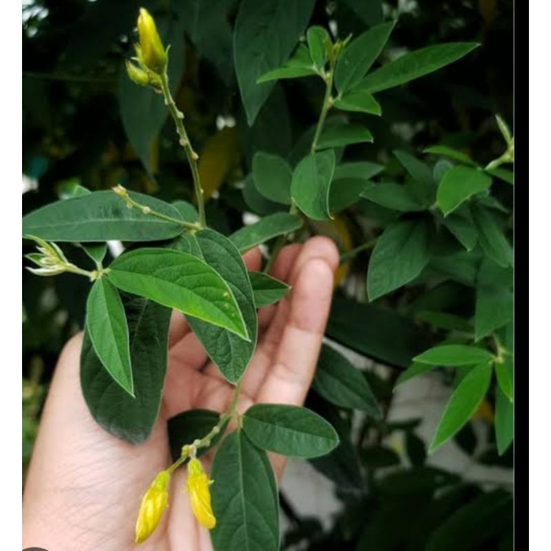 

Daun Gude/hiris/Obat puru/kudis100 gr