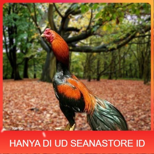 

Telur Ayam Pakhoy Ori Thailand Vertil Siap Di Tetaskan Jaminan Suuper Oiginal Bergaransi UD SEANASTORE ID