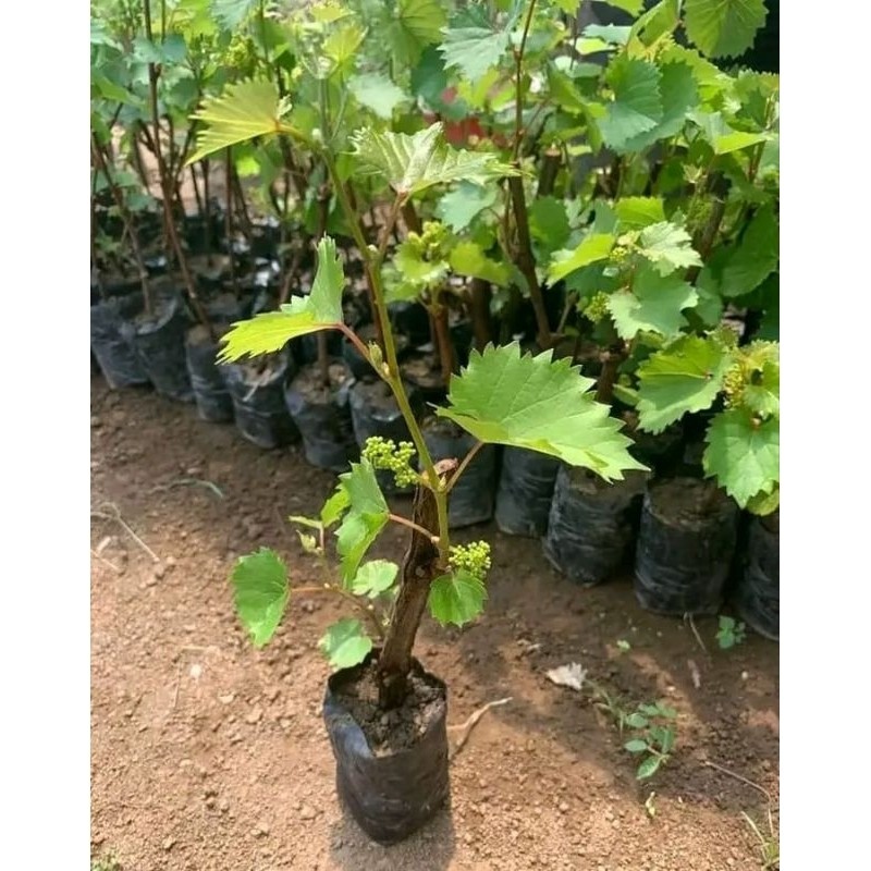 BIBIT ANGGUR super berbunga lebat siap berbuah