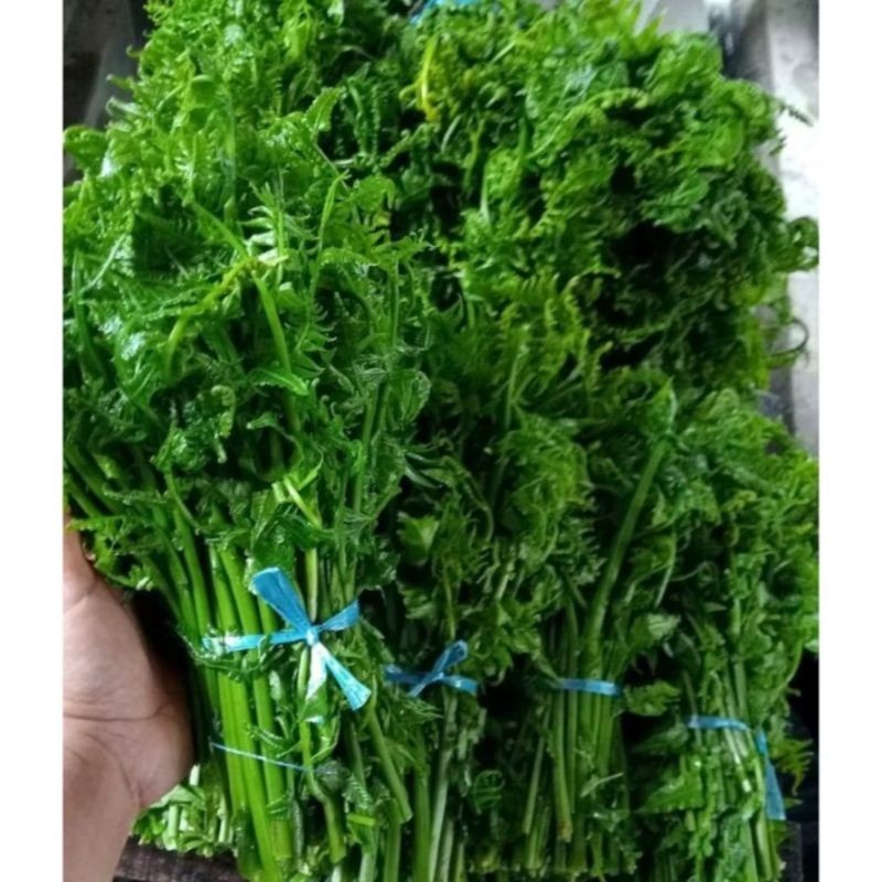 

Pakis Sayur Daun Paku Sayur Segar 250gr Daun Pakis Muda Sayuran Segar