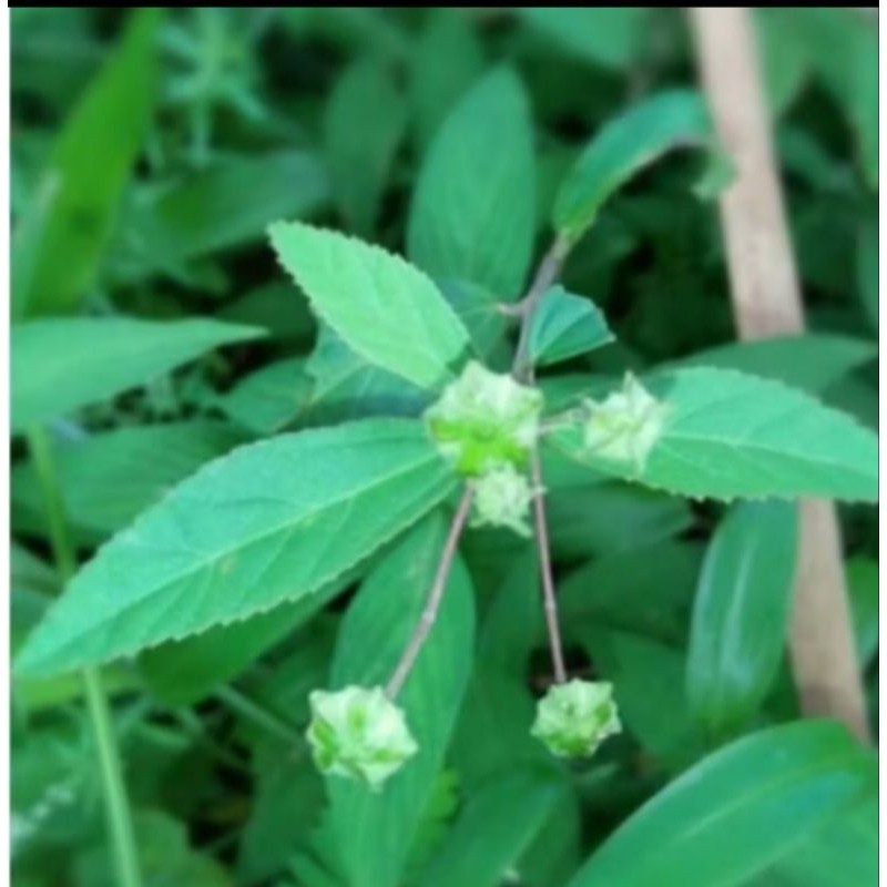 

new.. daun sidagori herbal alami berkualitas tinggi 500 gram