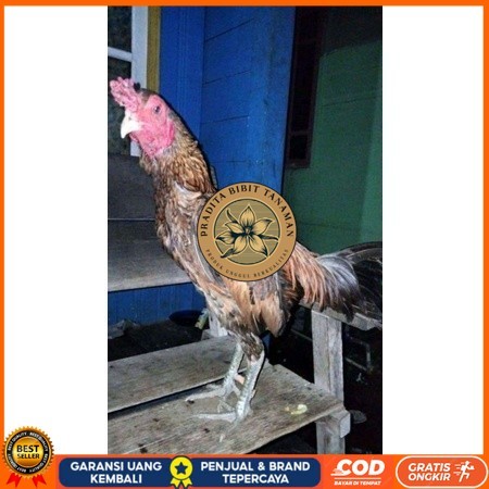

ayam bulbi tampar tampar telur fertill terbaru original berkualitas PRADITA BIBIT TANAMAN